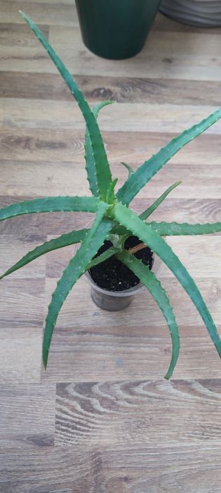 алоє лікувальне вазон