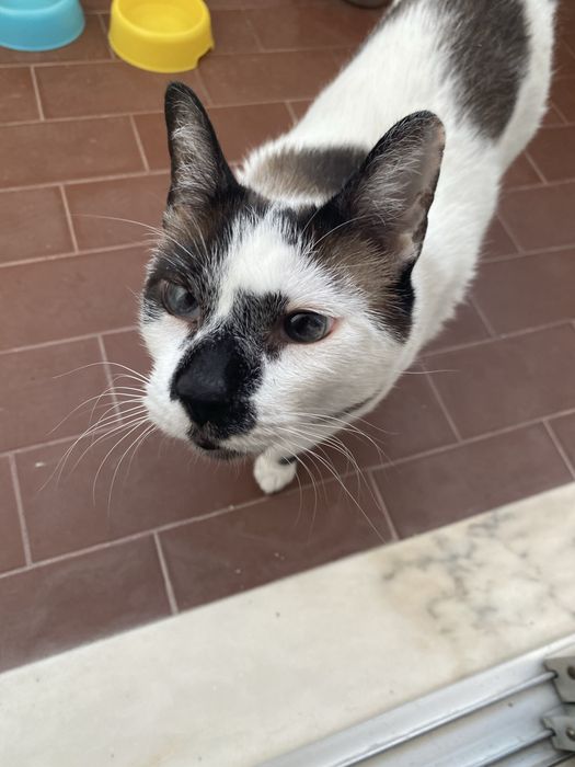 Gato com 7 anos