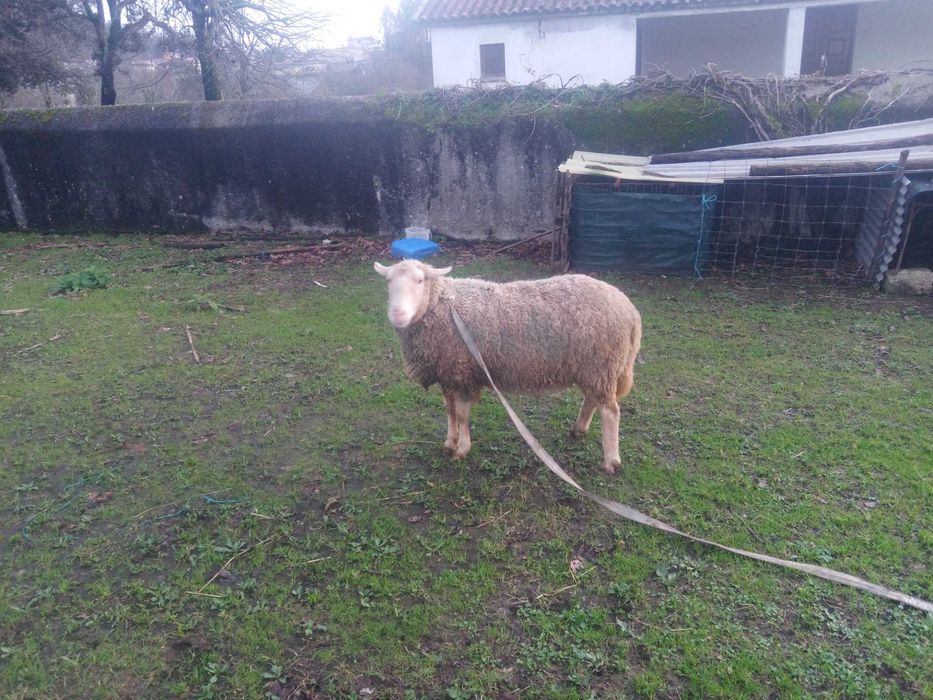 Vendo carneiro lacaune