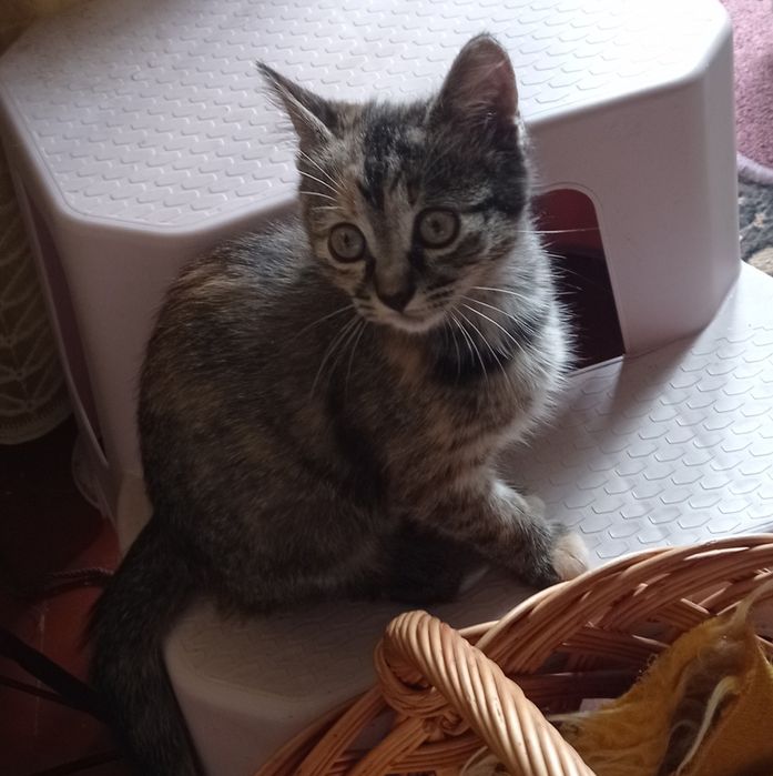 котеня в добрі руки