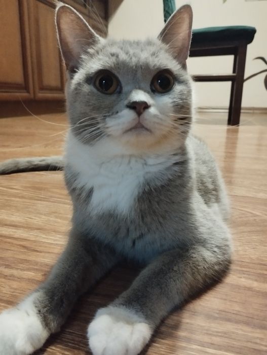 Kotek brytyjski Liliowy