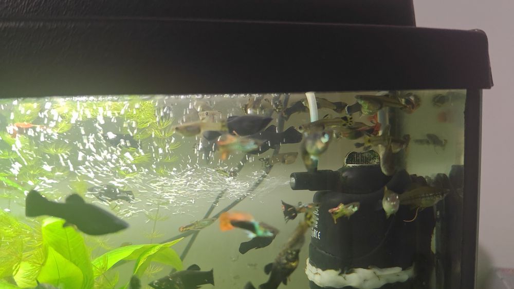 Pawie Oczka Molinezje Czarne Mieczyki