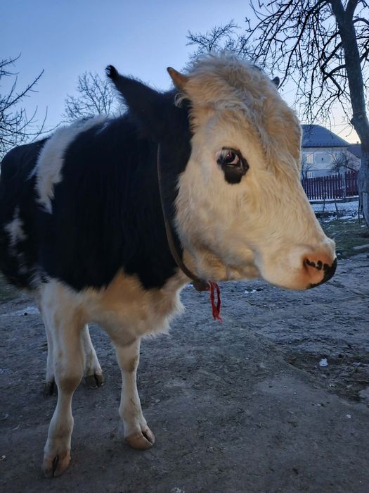 Продам теличку 1 рік і 2 місяців