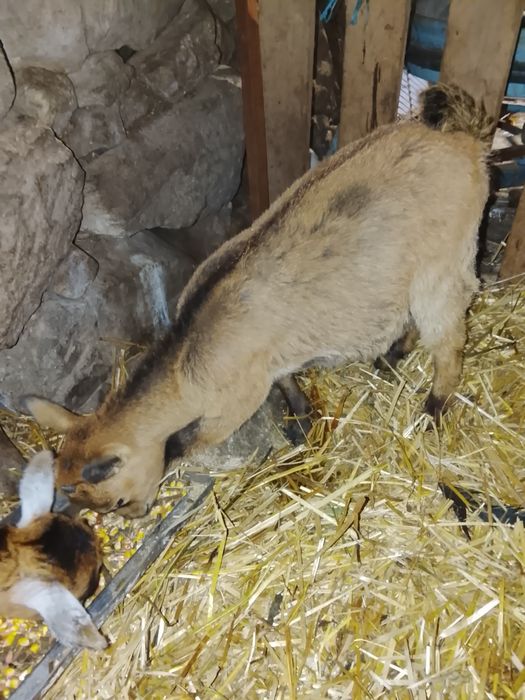 5 Cabras anãs meigas