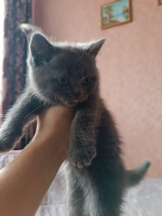 Шотландські кошенята