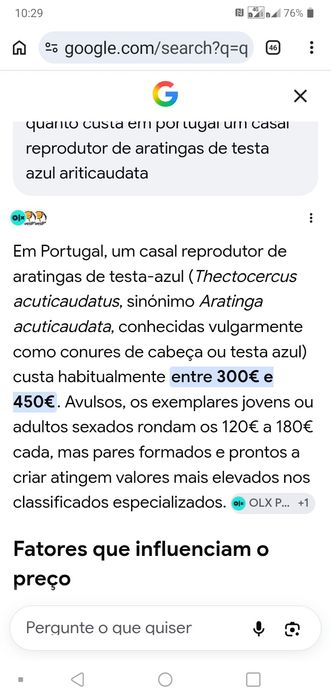 Casal Aratinga testa azul ariticaudata