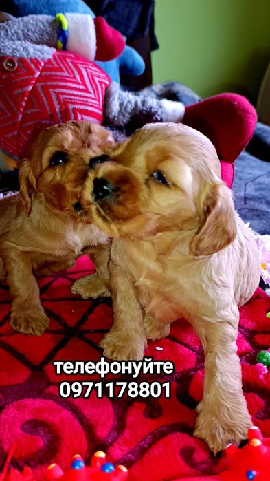 Найкращий подарунок — щире серце кокер-спанієля
