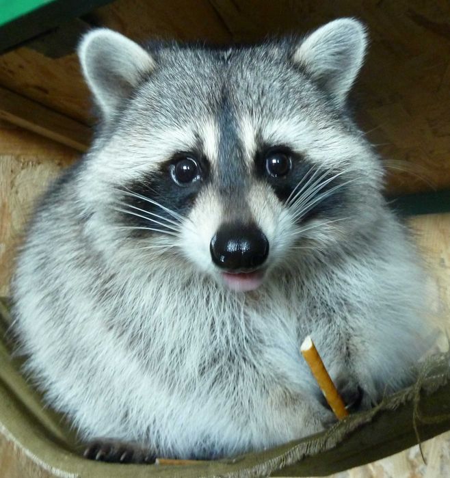 Великий вольєр для єнота полоскуна у квартиру