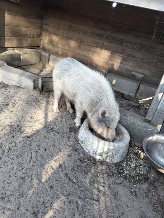 Minipig macho 2 anos