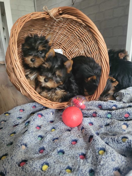 yorki chłopiec Warszawa york Yorkshire terrier