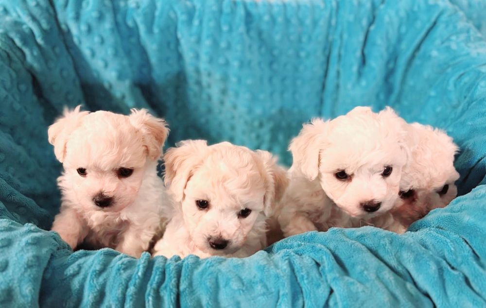 Szczenię Bichon Frise-metryka zkwp fci