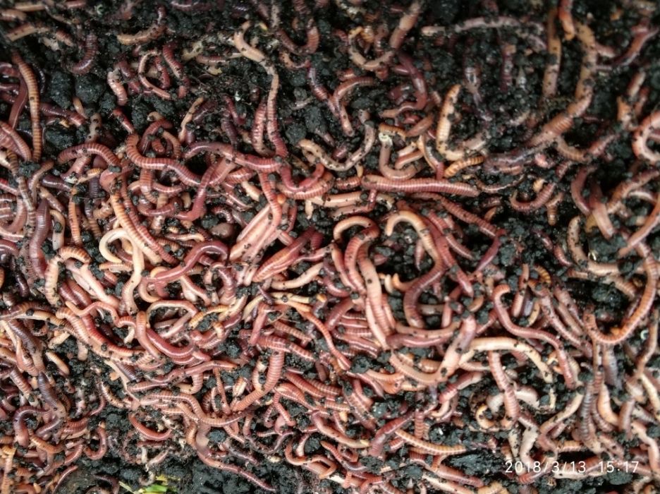 Хробаки для риболовлі та виробництва біогумусу