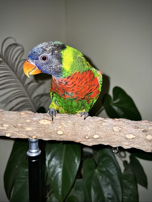 Lóris-arco-íris com cerca de 5 meses