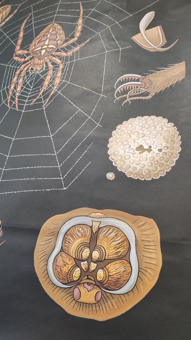 Cartaz escolar antigo - Zoologia Aranhas