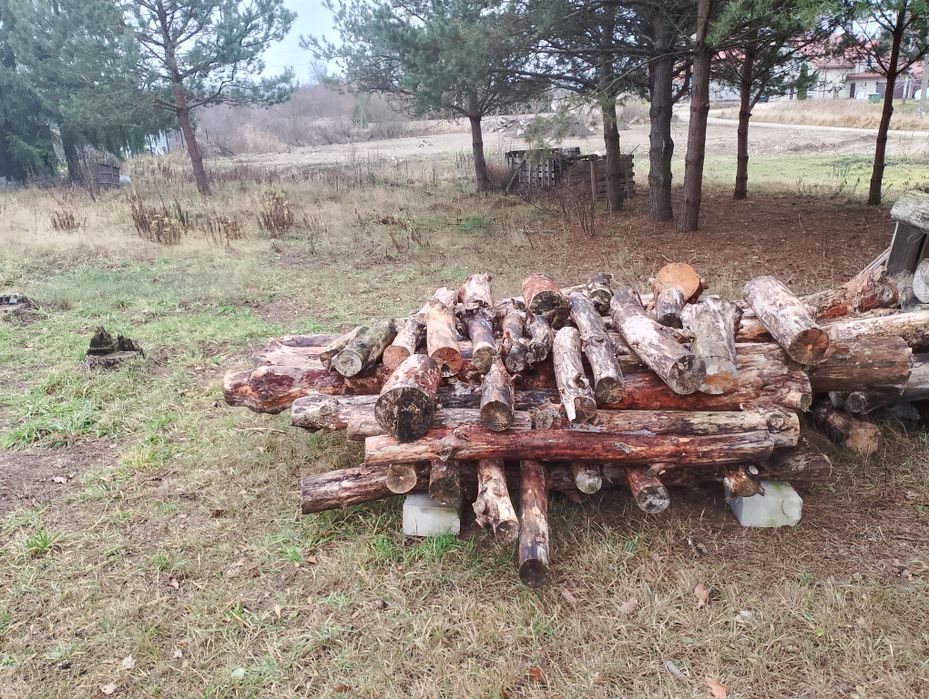 Drewno opałowe sosna