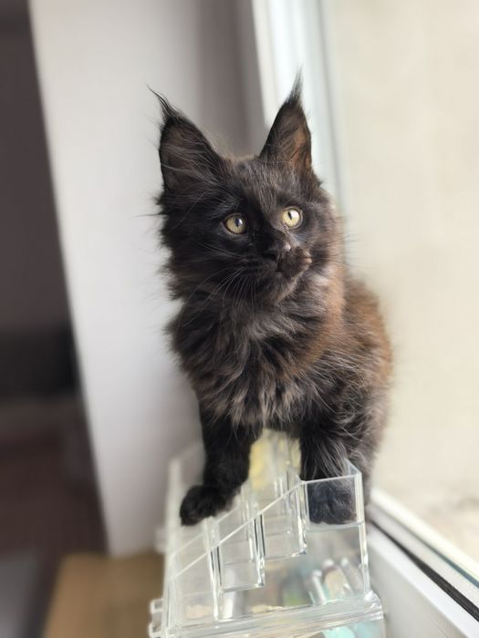 Boski Czarny kocur linia poły Maine Coon