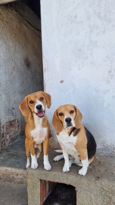 Cruzados Beagle para adocao