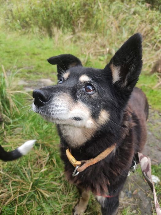 Mała i starsza sunia szuka domu