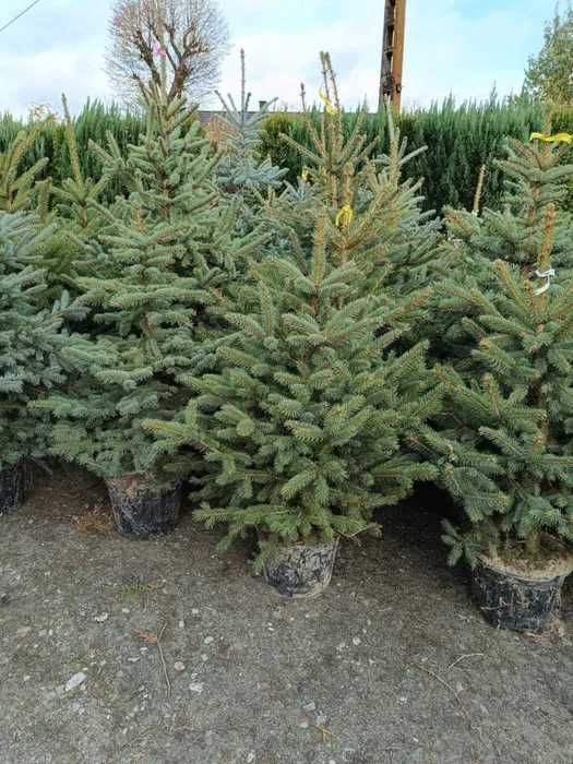 Przekorzeniony świerk srebrny donica 1 - 1,5m EKO