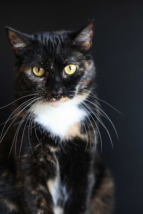 Cudowne Koty szukają wspólnego domu.