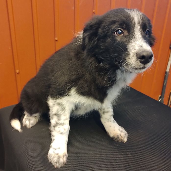 Pies Border Collie SPAIK