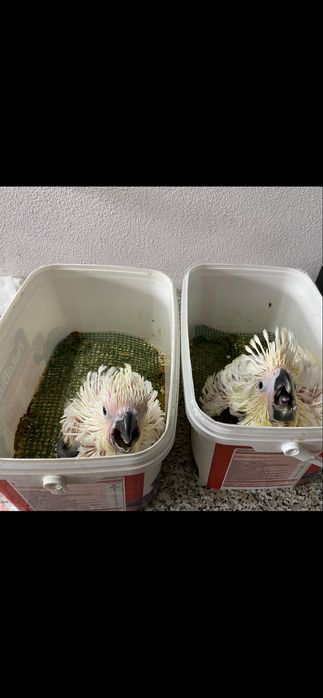 ……Cacatuas Alba……