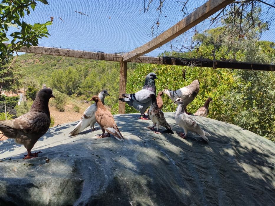 Vende pombos cruzados, frisados etccom cambalhota.