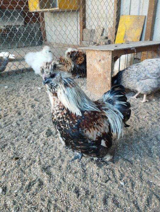 Pary silek satynowych i jedwabistych