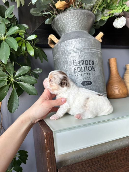 Chihuahua branco e merle menino pêlo longo.  Olhos verdes.