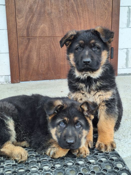 Щенки немецкой овчарки Цуценята німецької вівчарки клуб