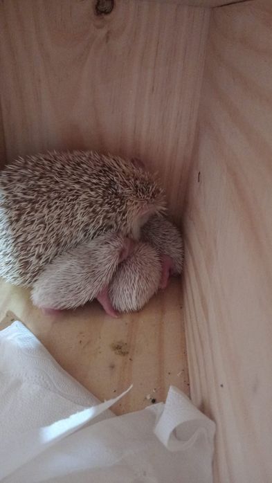 O animal mais fofu ouriço pigmeu africano