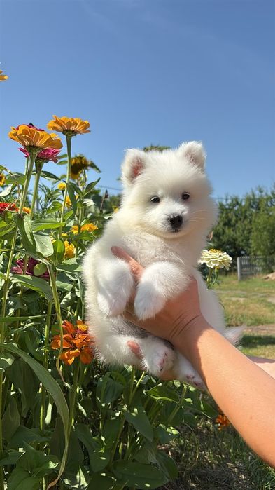 Suczka samoyed ZKwP