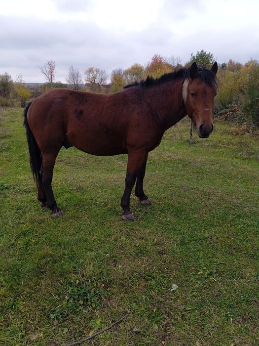 Продам жеребця  3 роки