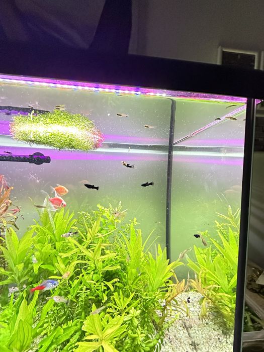 Sprzedam zestaw roślin i małych rybek.