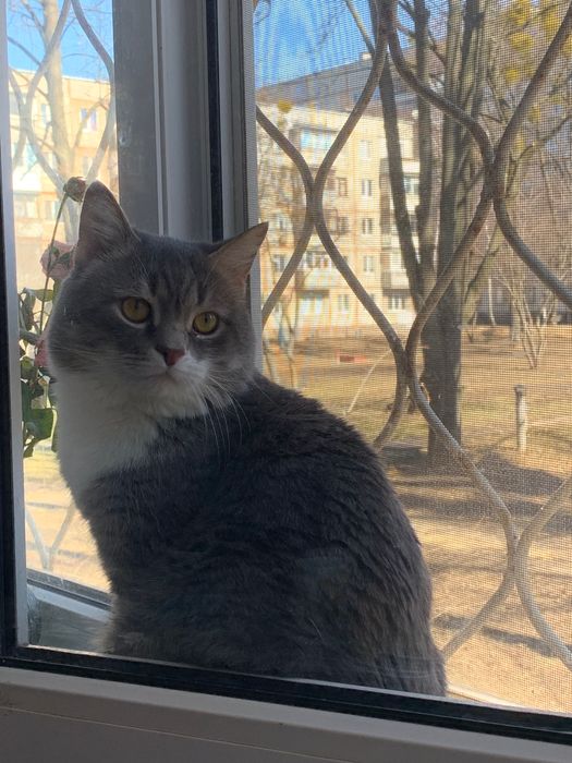 Безкоштовно тварини