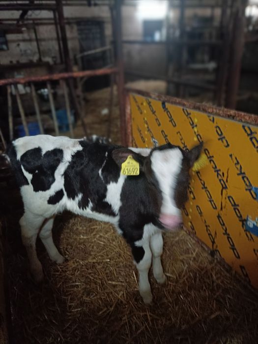 Sprzedam byczki z własnej hodowli ,