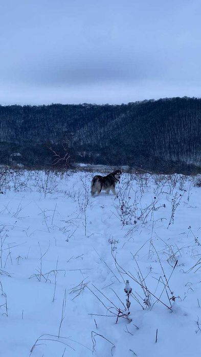 Віддам собаку у добрі руки.