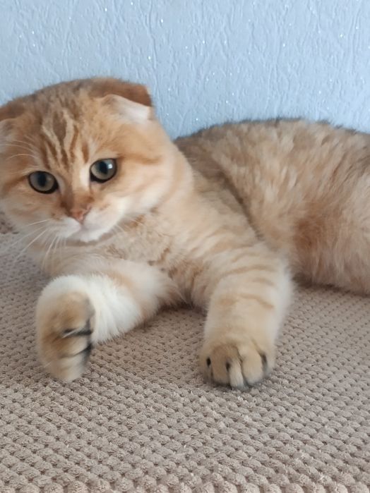Дуже милий бешкетник