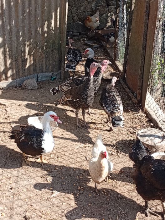 Vendo aves, e coelhos