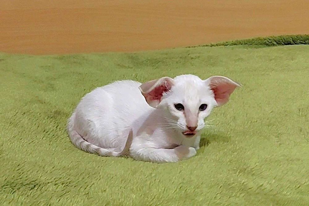 Орієнтали хлопчик Барс та дівчинка Бланш