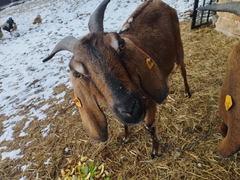 Kozy rejestrowane z kolczykami sprzedam