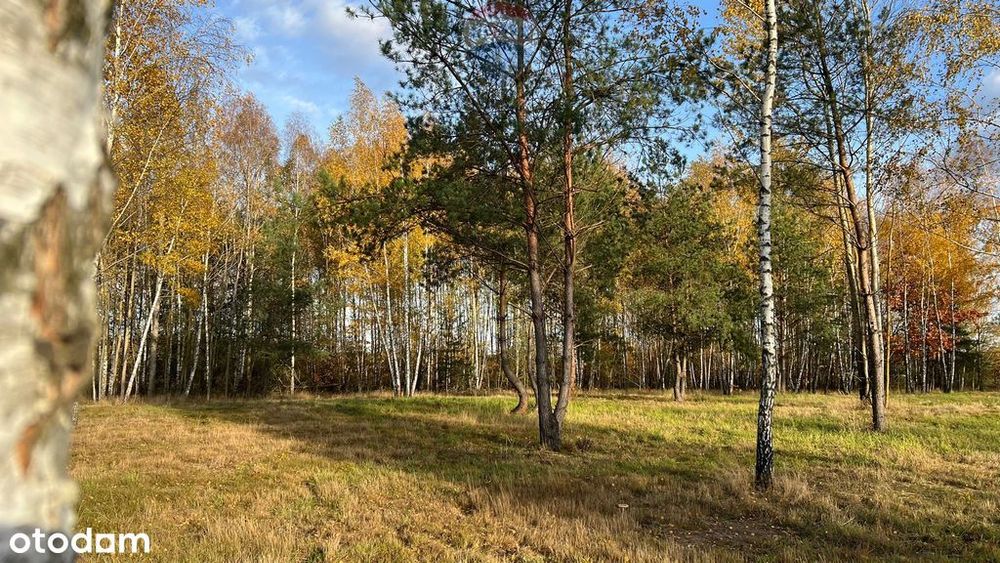 Działka budowlana nr 60/22 Józefów gmina Pniewy - Widok 4