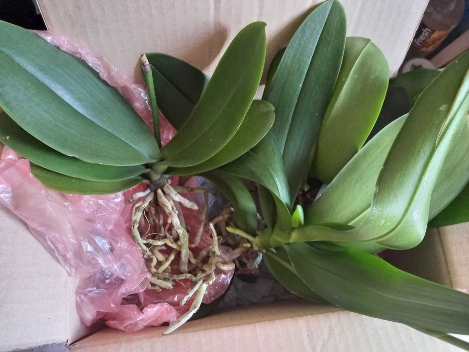 Орхидея крупные цветы