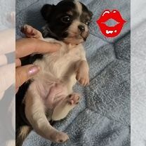 Chihuahua XX MACHINHO supermini