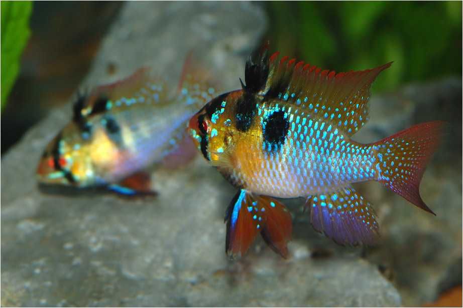 Pielęgniczka Ramireza - Pielęgniczka motylowa - Mikrogeophagus - dowóz