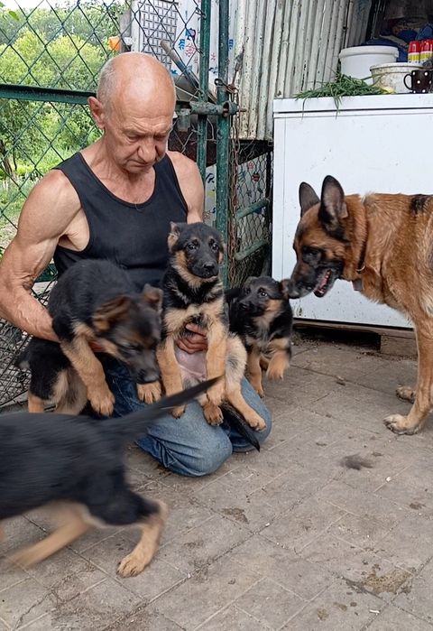 Питомник "ZOLOTOY PYT'.."предлогает щенков стандартной и длинношерстно