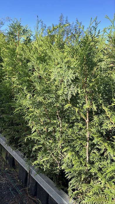 Tuia Plicata “Gerderland”