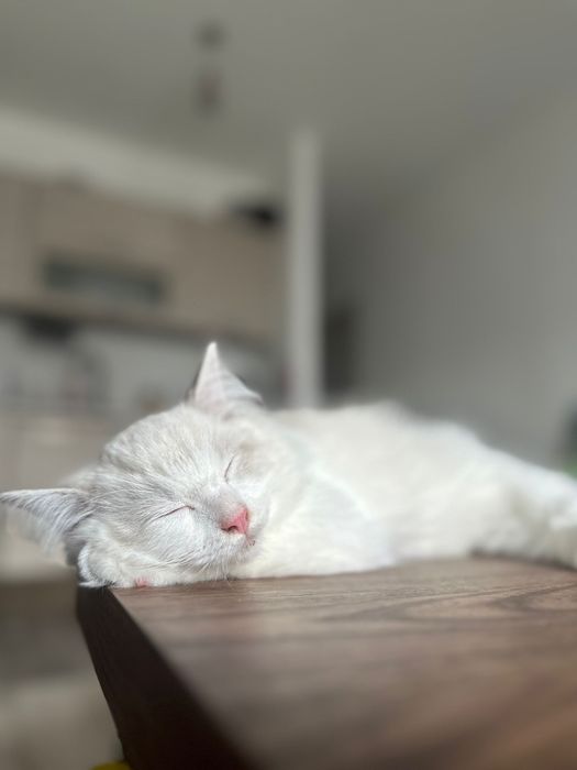 Kocięta ragdoll FPL  na lipiec