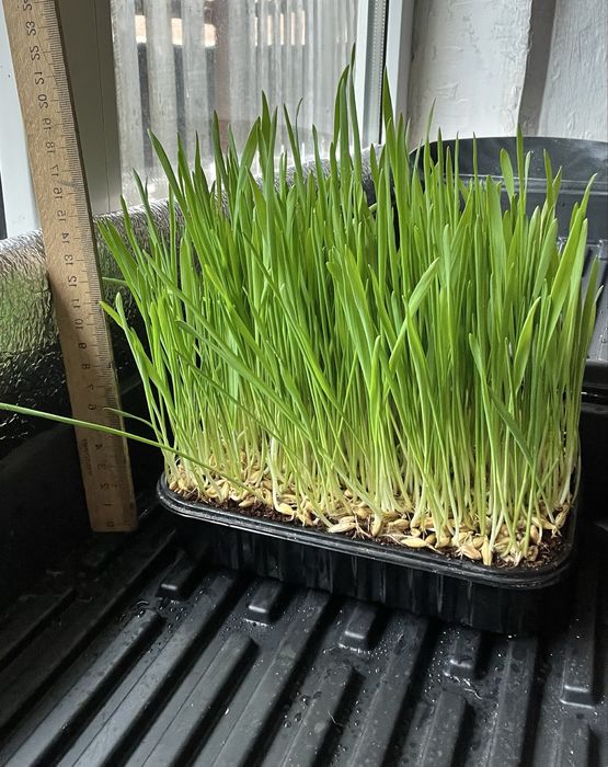 Трава для котів, собак та гризунів