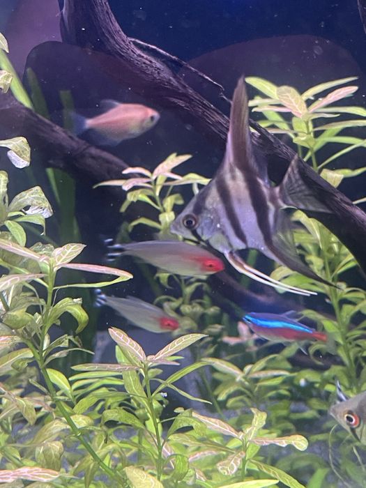 Escalares Zebra Pterophyllum scalare